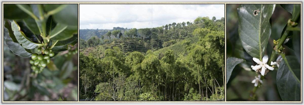Aperçu de page d'album grandeur nature. Les photos sont mise en valeur par leur taille et délicatement entouré d'un cadre noir.